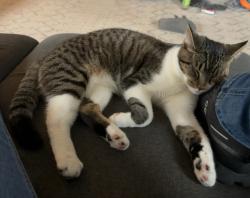 Lost Male Cat last seen 3rd St and Ogden Ave, Clearfield, PA 16830
