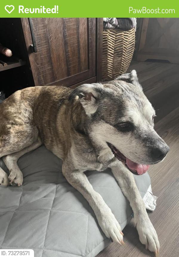 Reunited Female Dog last seen Knob view dr, Winston-Salem, NC 27104