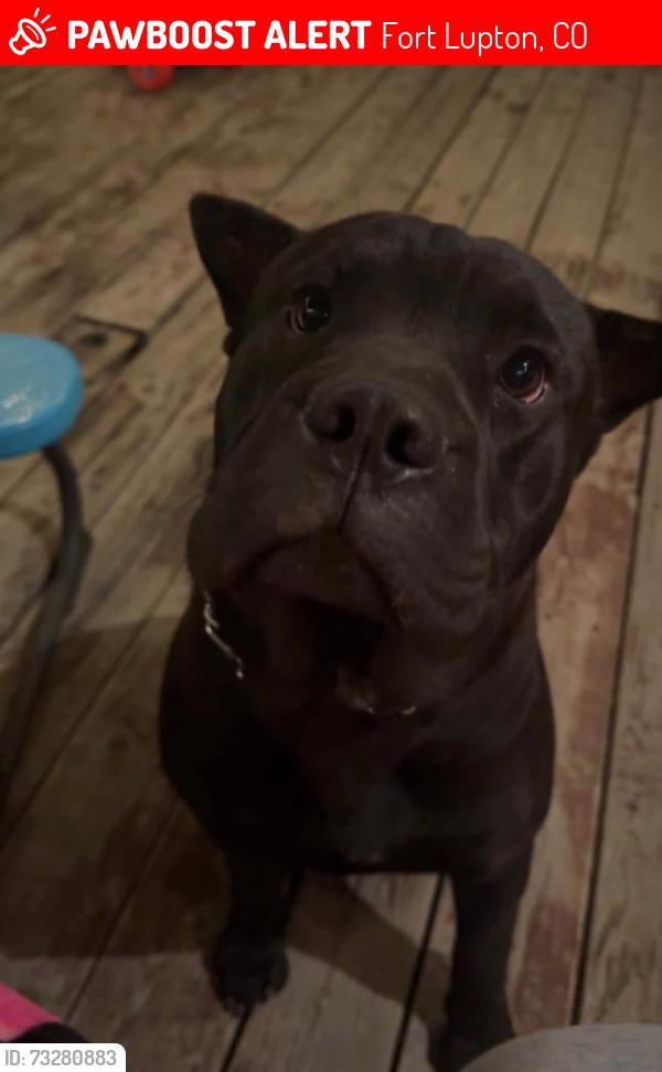 Lost Male Dog last seen Aristocrat Fort Lupton, Colorado, Fort Lupton, CO 80621