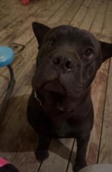 Lost Male Dog last seen Aristocrat Fort Lupton, Colorado, Fort Lupton, CO 80621