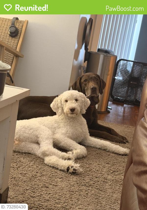 Reunited Female Dog last seen Ridge rd, Largo, FL 33771