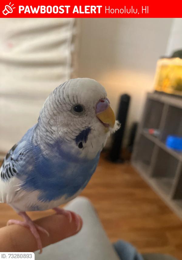 Lost Male Bird last seen Last seen on balcony railing in view of parking lot, Honolulu, HI 96822