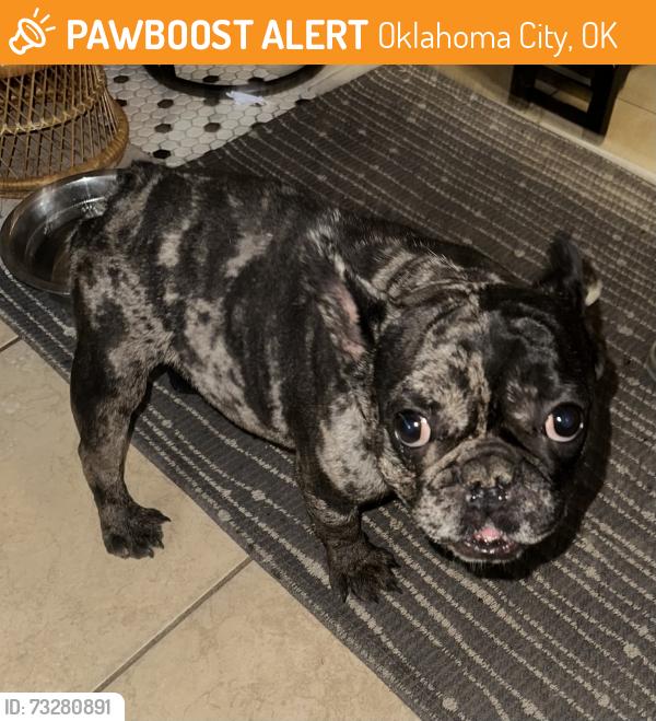 Found/Stray Male Dog last seen sw 89th & May, Oklahoma City, OK 73139