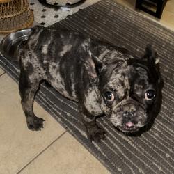 Found/Stray Male Dog last seen sw 89th & May, Oklahoma City, OK 73139