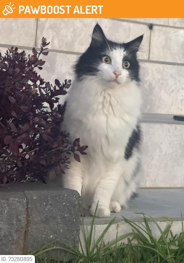 Found/Stray Male Cat last seen Ed square, Edmondson Park, NSW 2174