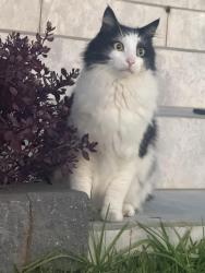 Found/Stray Male Cat last seen Ed square, Edmondson Park, NSW 2174