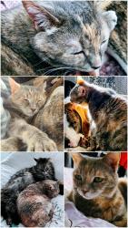 Reunited Female Cat last seen Western Ave, Watertown, WI 53094