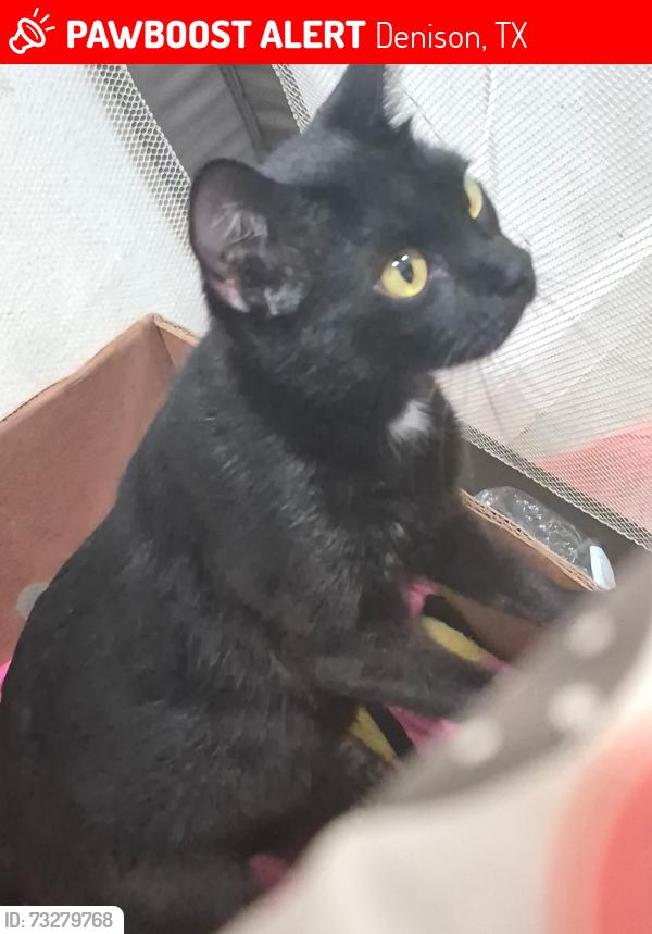Lost Female Cat last seen Barrett, W Baker, Mirick, Denison, TX 75020
