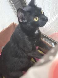 Lost Female Cat last seen Barrett, W Baker, Mirick, Denison, TX 75020