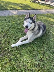 Found/Stray Male Dog last seen 10th Ave NW 146 street, Biscayne Gardens, FL 33168