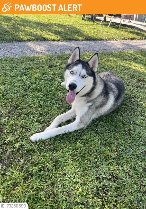 Found/Stray Male Dog last seen 10th Ave NW 146 street, Biscayne Gardens, FL 33168
