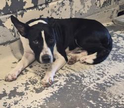 Shelter Stray Female Dog last seen Utah Dr., Caddo Parish, LA, 1500 Monty St, Shreveport, LA 71107, USA