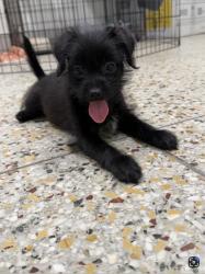 Shelter Stray Female Dog last seen Cedar Grove, Caddo Parish, LA, 1500 Monty St, Shreveport, LA 71107, USA