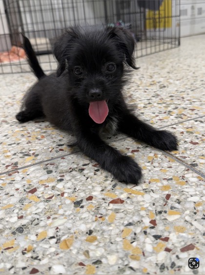 Shelter Stray Female Dog last seen Cedar Grove, Caddo Parish, LA, 1500 Monty St, Shreveport, LA 71107, USA