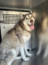 Shelter Stray Female Dog last seen Near CENTURY PL, South District,, 355 Hillshire Dr, Haslet, TX 76052, USA