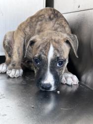Shelter Stray Female Dog last seen Near Ermine Cir, East District, TX, 355 Hillshire Dr, Haslet, TX 76052, USA