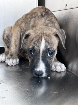 Shelter Stray Female Dog last seen Near Ermine Cir, East District, TX, 355 Hillshire Dr, Haslet, TX 76052, USA