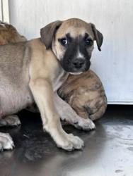 Shelter Stray Male Dog last seen Near Ermine Cir, East District, TX, 355 Hillshire Dr, Haslet, TX 76052, USA