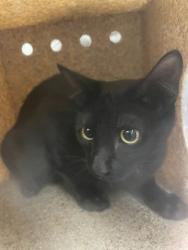Shelter Stray Female Cat last seen Near S. Cockrell Hill Rd. (SCAR Recovery), Duncanville, TX, 1150 E Pleasant Run Rd, Cedar Hill, TX 75104, USA