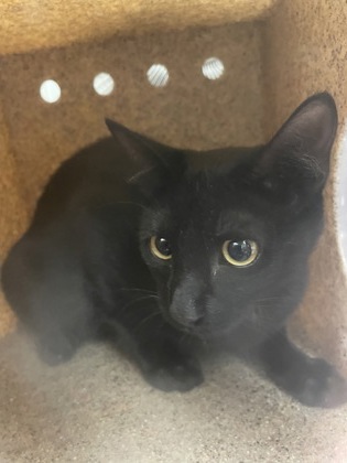 Shelter Stray Female Cat last seen Near S. Cockrell Hill Rd. (SCAR Recovery), Duncanville, TX, 1150 E Pleasant Run Rd, Cedar Hill, TX 75104, USA