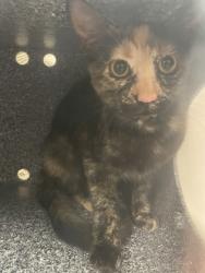 Shelter Stray Female Cat last seen Near S. Cockrell Hill Rd. (SCAR Recovery), Duncanville, TX, 1150 E Pleasant Run Rd, Cedar Hill, TX 75104, USA