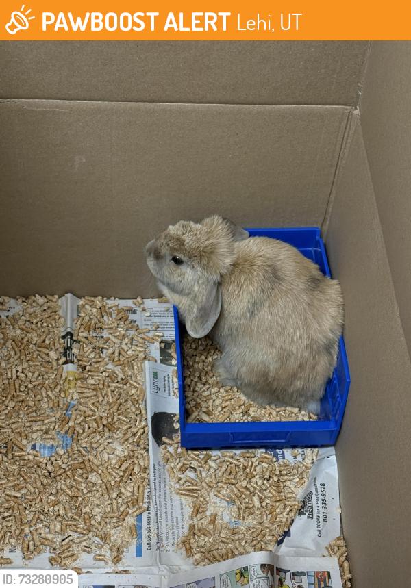 Found/Stray Unknown Rabbit last seen Megaplex lehi, Lehi, UT 84043