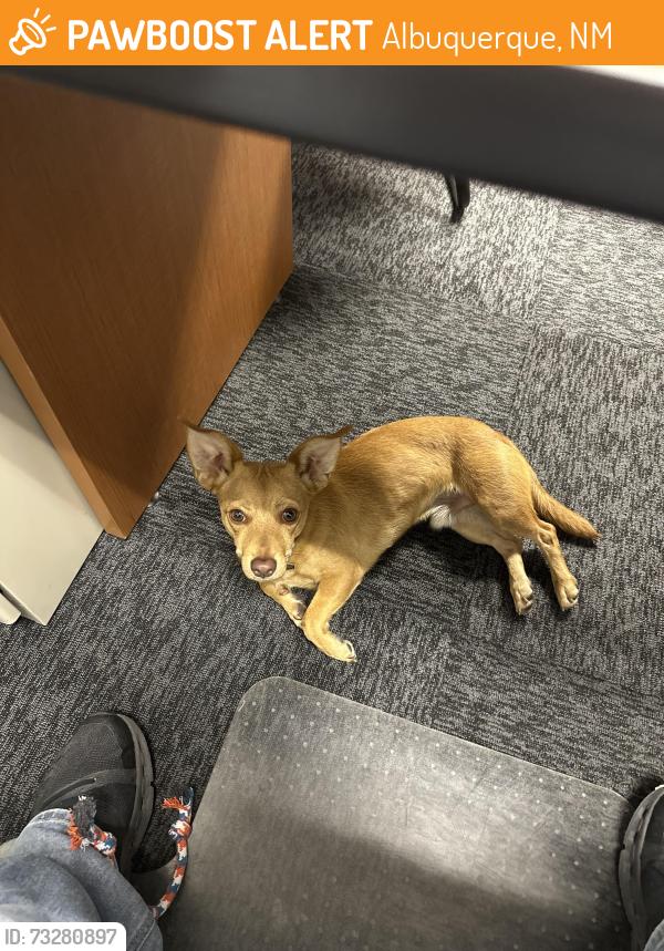 Found/Stray Male Dog last seen Singer and office, Albuquerque, NM 87109