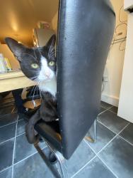 Lost Male Cat last seen Blackbird hill, Greater London, England 