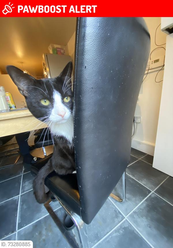 Lost Male Cat last seen Blackbird hill, Greater London, England 