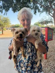 Found/Stray Male Dog last seen Canyon trails blvd and w grant st, Goodyear, AZ 85338