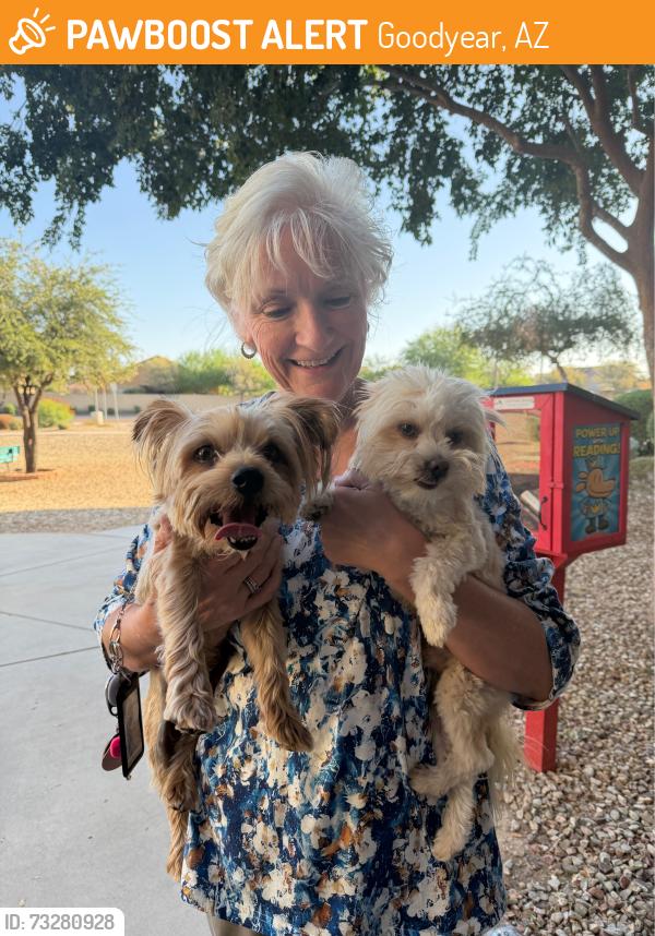 Found/Stray Male Dog last seen Canyon trails blvd and w grant st, Goodyear, AZ 85338