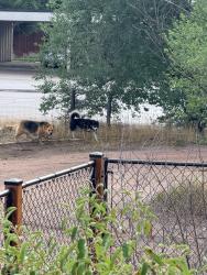 Found/Stray Unknown Dog last seen Fontaine and 85-87, Fountain, CO 80817