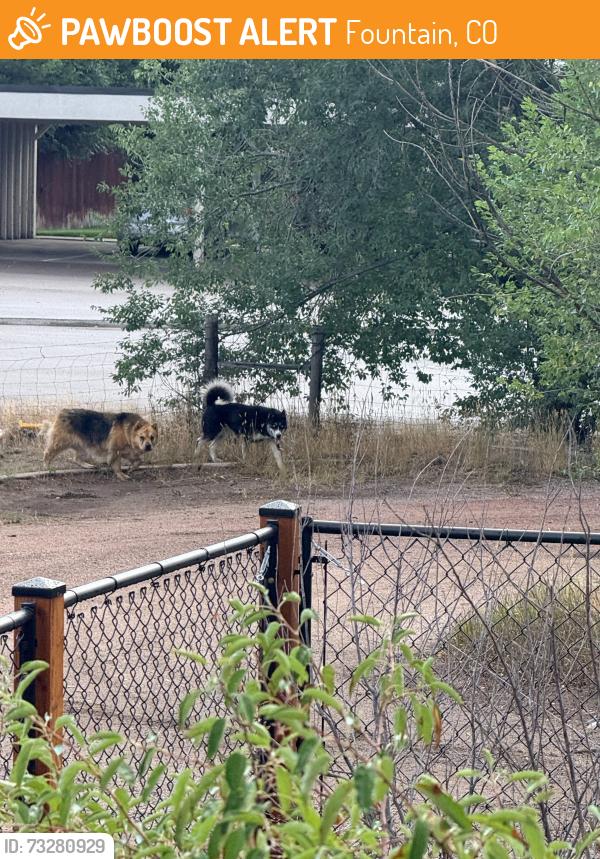 Found/Stray Unknown Dog last seen Fontaine and 85-87, Fountain, CO 80817