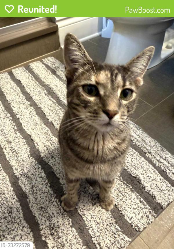 Reunited Unknown Cat last seen Ida Lane and willow, Elmhurst, IL 60126