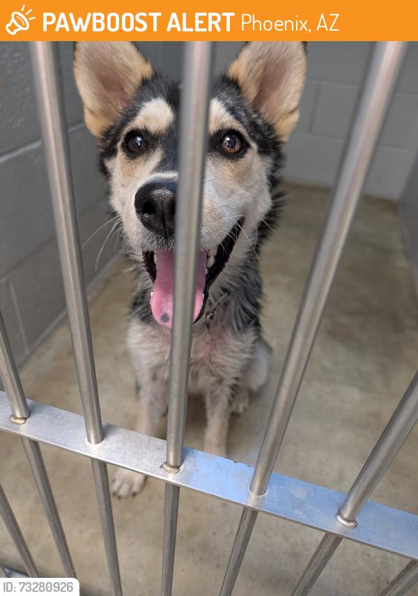 Found/Stray Unknown Dog last seen N 15 Ave and W Polk Street, Phoenix, AZ 85007