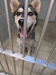 Found/Stray Unknown Dog last seen N 15 Ave and W Polk Street, Phoenix, AZ 85007
