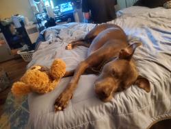 Lost Male Dog last seen Southeastway Park, Indianapolis, IN 46239