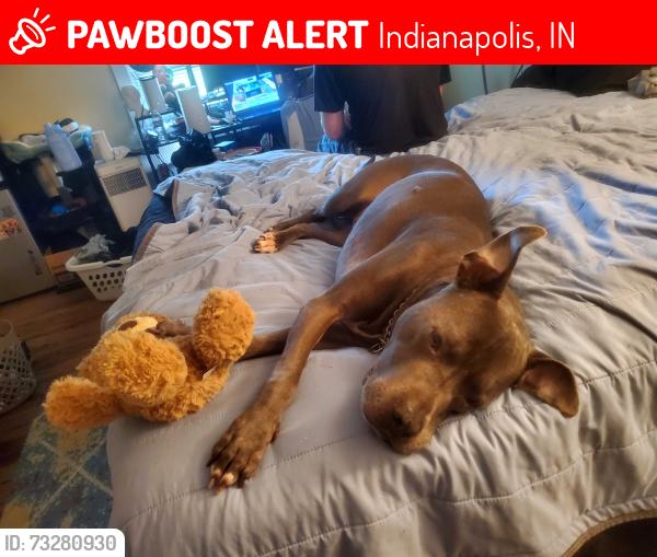 Lost Male Dog last seen Southeastway Park, Indianapolis, IN 46239