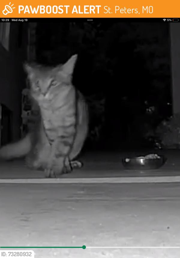 Found/Stray Unknown Cat last seen McClay Southbridge drive, St. Peters, MO 63376