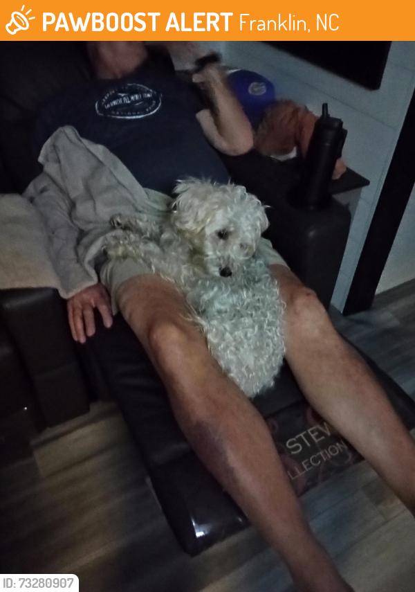 Found/Stray Female Dog last seen Standing Indian campground, nc, Franklin, NC 28734