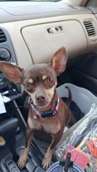 Found/Stray Male Dog last seen Dairy Ashford, Houston, TX 77099