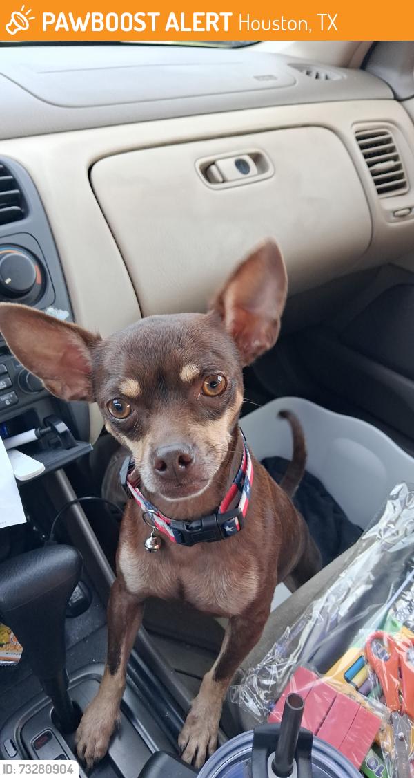 Found/Stray Male Dog last seen Dairy Ashford, Houston, TX 77099