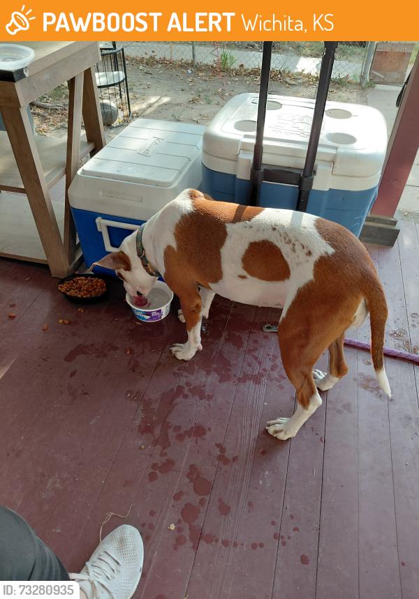 Found/Stray Female Dog last seen Rail Road Tracks/Zimmerly/ South Market, Wichita, KS 67211