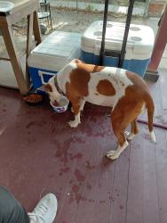Found/Stray Female Dog last seen Rail Road Tracks/Zimmerly/ South Market, Wichita, KS 67211