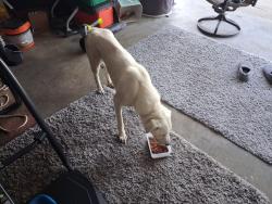 Found/Stray Male Dog last seen Ovilla Road and Winding Creek Trail, Oak Leaf, TX 75154