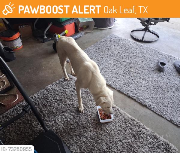 Found/Stray Male Dog last seen Ovilla Road and Winding Creek Trail, Oak Leaf, TX 75154