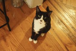 Reunited Male Cat last seen Harrow Street and 71st Continental Ave, Queens, NY 11375