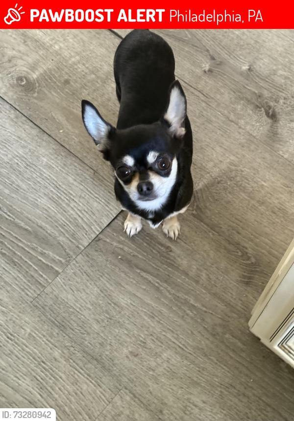 Lost Female Dog last seen Rhawn Street & Frankford Ave, Philadelphia, PA 19136