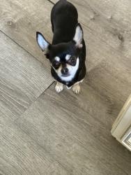 Lost Female Dog last seen Rhawn Street & Frankford Ave, Philadelphia, PA 19136