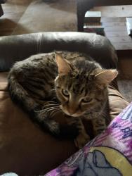 Lost Male Cat last seen Corner of Evers Blvd and Oakhurst Drive, Cheyenne, WY 82009